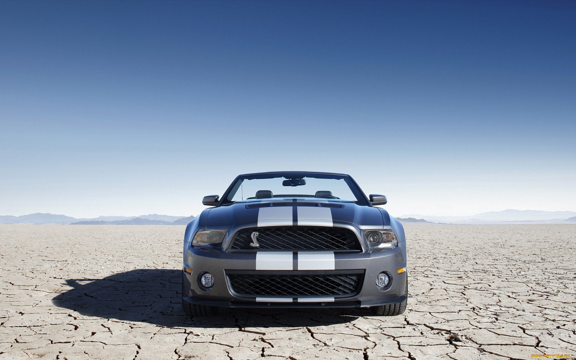 ford, shelby, , mustang